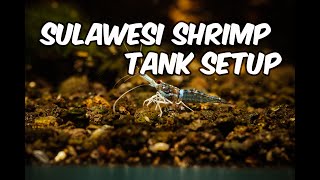 Sulawesi Shrimp Tank Setup: From Sulawesi Lakes to Your Living Room Creating a Stunning Shrimp Tank