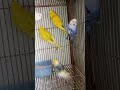 #bagarei parrot for sell #Nomi parrot house