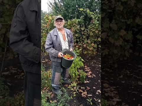 Зачем столько МНОГО горького перца