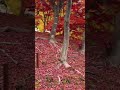 ใบไม้🍁 #อยู่ญี่ปุ่น