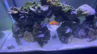 Minnows Mollies in salt water. How to easily accommodate Molly’s to saltwater