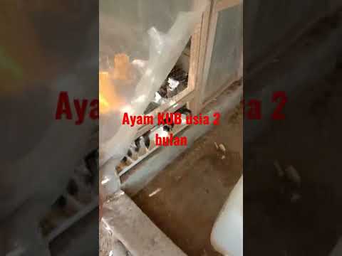 Asyiknya Ternak Ayam