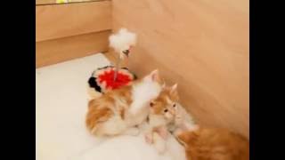 Котята мейн кун рыжего и красного с белым окраса, Киев Котята мейн кун рыжего и красного с белым окраса, Киев