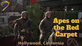 Apes on Horseback at World Premiere of Kingdom of the Planet of the Apes by Attractions Magazine 2,632 views 10 days ago 1 minute, 12 seconds