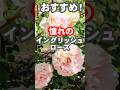 イングリッシュローズ（デビッドオースチン）のおすすめバラ #ガーデニング #shorts #バラ