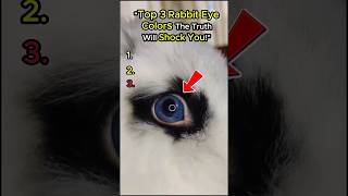 Top 3 Rabbit Eye Colors The Truth Will Shock You!  #pets #shorts #rabbit