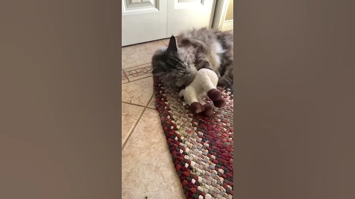 Watch the video about Big Playful Cute and Majestic Polydactyl MaineCoon Cat | Catnip and Toy Llamas | #shorts