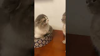 Download Lagu 复制打开抖音，看看【富贵儿腿很贵🐈的作品】富贵儿：解气，这次真的打到了。 布丁：你打你打你打... https://v.douyin.com/iJG5wDhj/ MP3