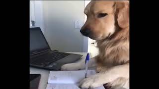 Dog studying trending meme template