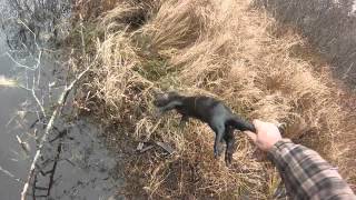 OTTER # 2 2015 16