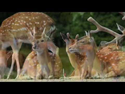deer wallpaper youtube