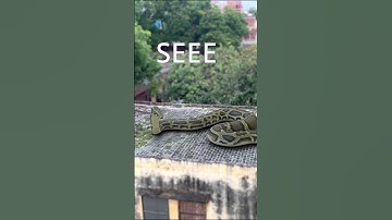 Anaconda Snake Attack 5 Part 3 #shorts #python #snakevideo #snakes #anaconda #snake