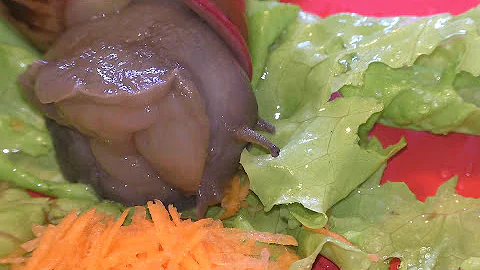 Улитки испрожняется(Turd snails), а потом нападает на тёртую морковь.