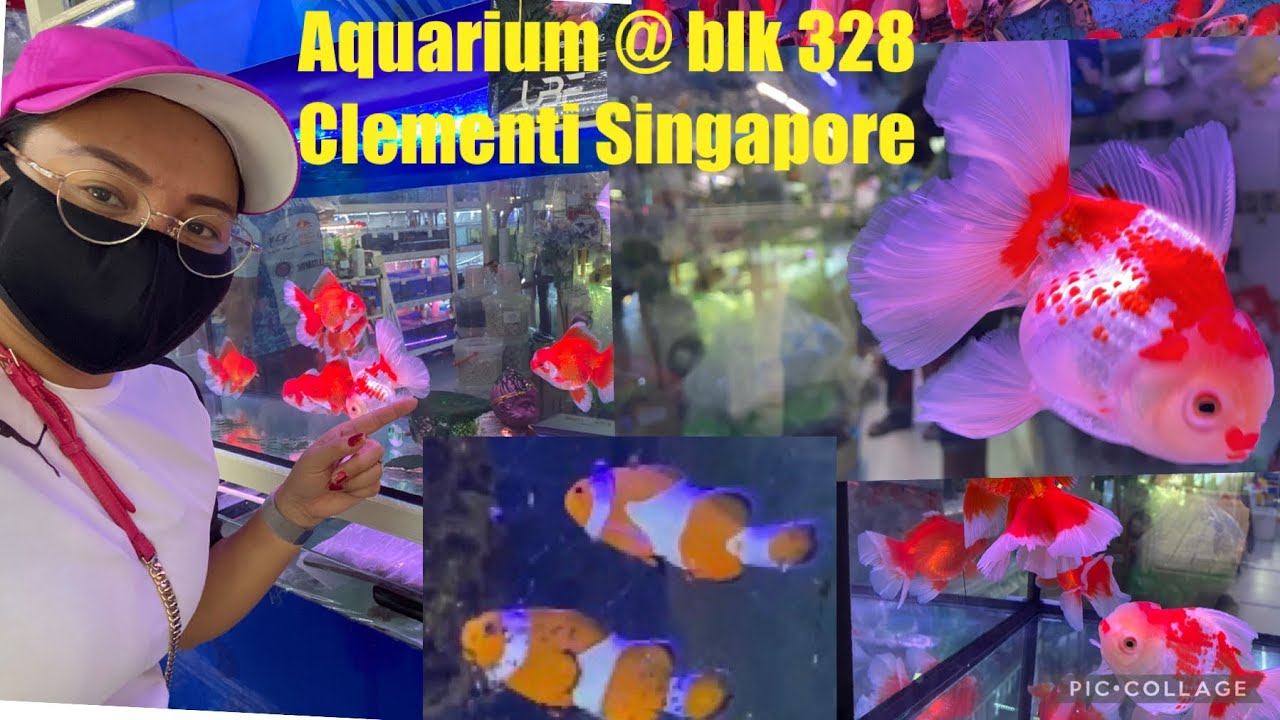 Aquarium Shop blk 328 Clementi Singapore Lourdes Traveler Vlog YouTube Aquarium Shop blk 328 Clementi Singapore Lourdes Traveler Vlog YouTube