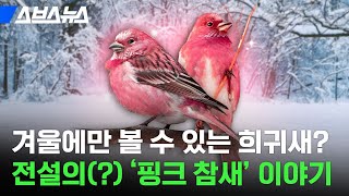 ‘어떻게 참새가 분홍색?’ 이 새가 굳이 천적 눈에 잘 띄는 색을 택한 이유 / 스브스뉴스