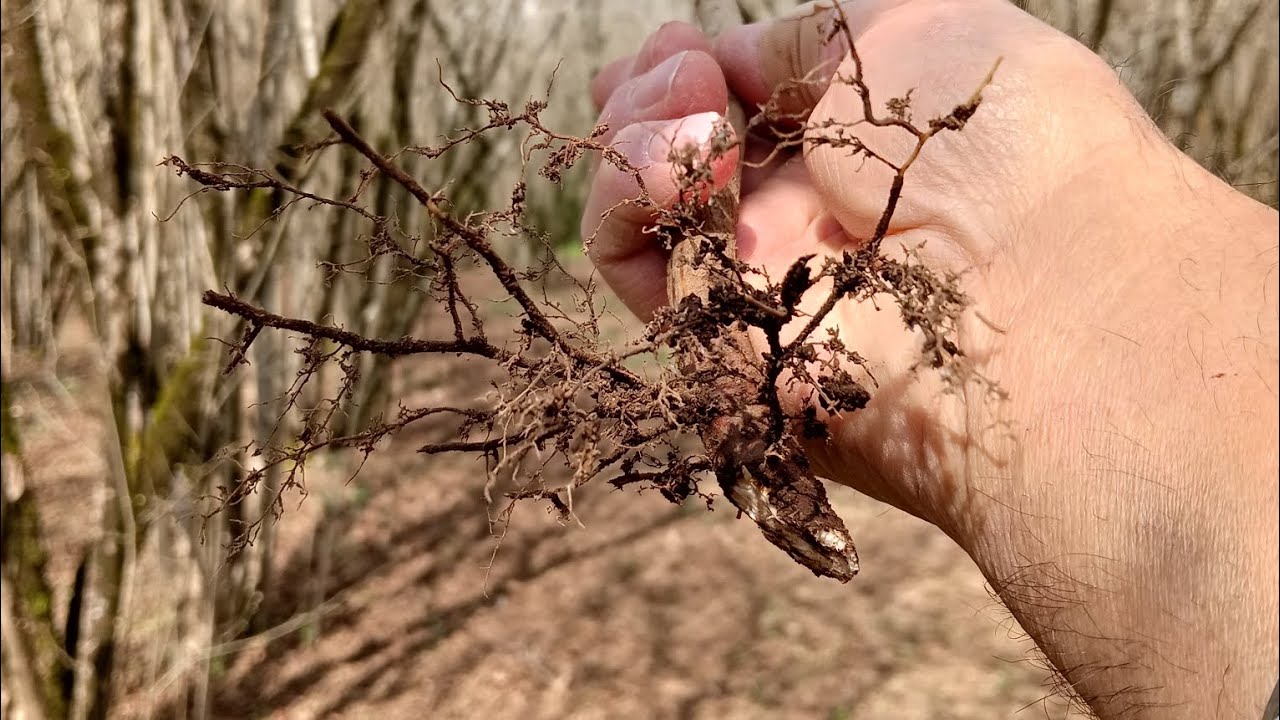 PROPAGAZIONE DA POLLONE RADICALE.... COME FARLA E FINO A QUANDO SI PUÒ FARE....???👌🌿🌿🌿🌿🌿