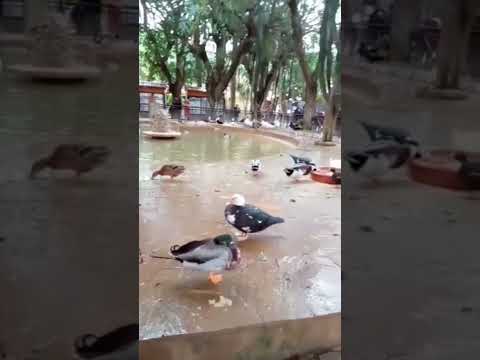 ماشاء الله البط يحب الماء كثيرا