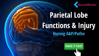 Parietal Lobe Study Tips for Nursing Students