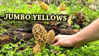 HUGE MORELS EVERYWHERE! Tennessee Honey Hole  April 9, 2024