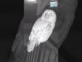 Owl Lands on My Porch (Caught on Ring Doorbell) #shorts