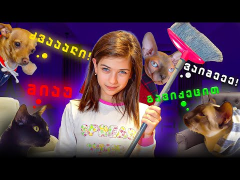 ემილია VS ცხოველები, რა მოხდა სახლში?