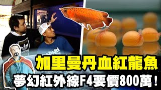 【印尼】加里曼丹珍貴血紅龍魚 夢幻紅外線F4要價800萬!《世界第一等》60集濃縮精華版