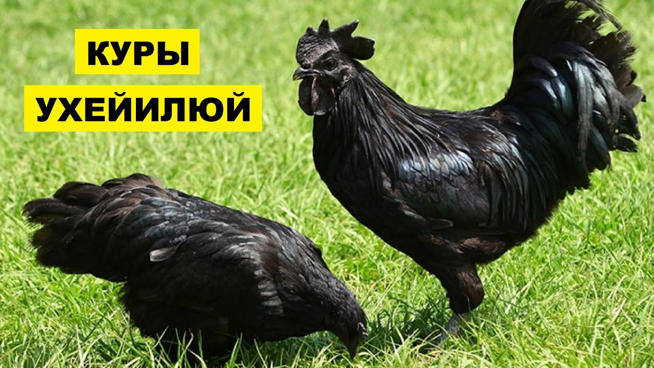 Как называется черная курица. Аям Цемани порода. Черные куры порода Аям Цемани. Черный петух Аям Цемани. Чёрная курица порода Аям Цемани.