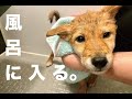 初めてのお風呂。ビビり倒す柴犬の子犬。孤独のRunaway ＃９