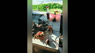 Island LIFE.. Mer Island..🌊