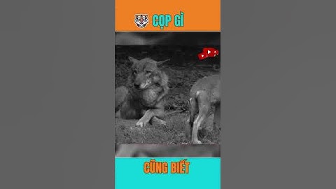 NGƯỜI ĐÀN ÔNG SỐNG CHUNG VỚI SÓI 12 NĂM  #copgicungbiet #bạncóbiết #facts #shorts #vialshorts