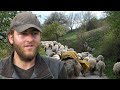 Zbogom ovce ode Hasan u Austriju