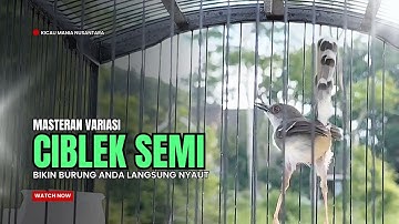 CIBLEK KRISTAL Gacor Ngebren 12 Variasi Mewah Untuk MASTERAN BURUNG Ciblek Semi dan Pancingan CIBLEK