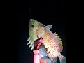 Night Spearfishing #freediving #spearfishing