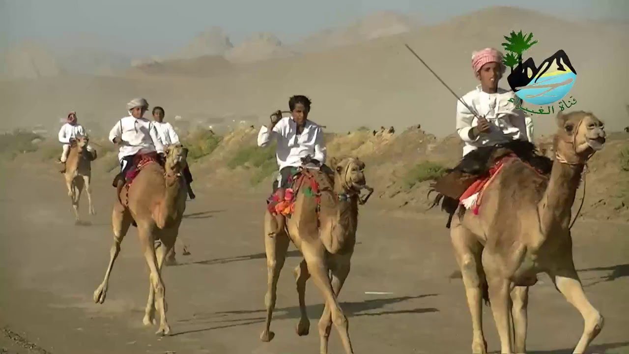 ركض عرضة الهجن وسباق الهجن  والاثارة - مهرجان الصافن 9  بولاية عبري