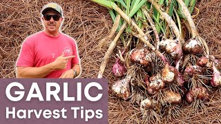 When to Harvest Garlic | Softneck, Hardneck, & Elephant Garlic screenshot 5