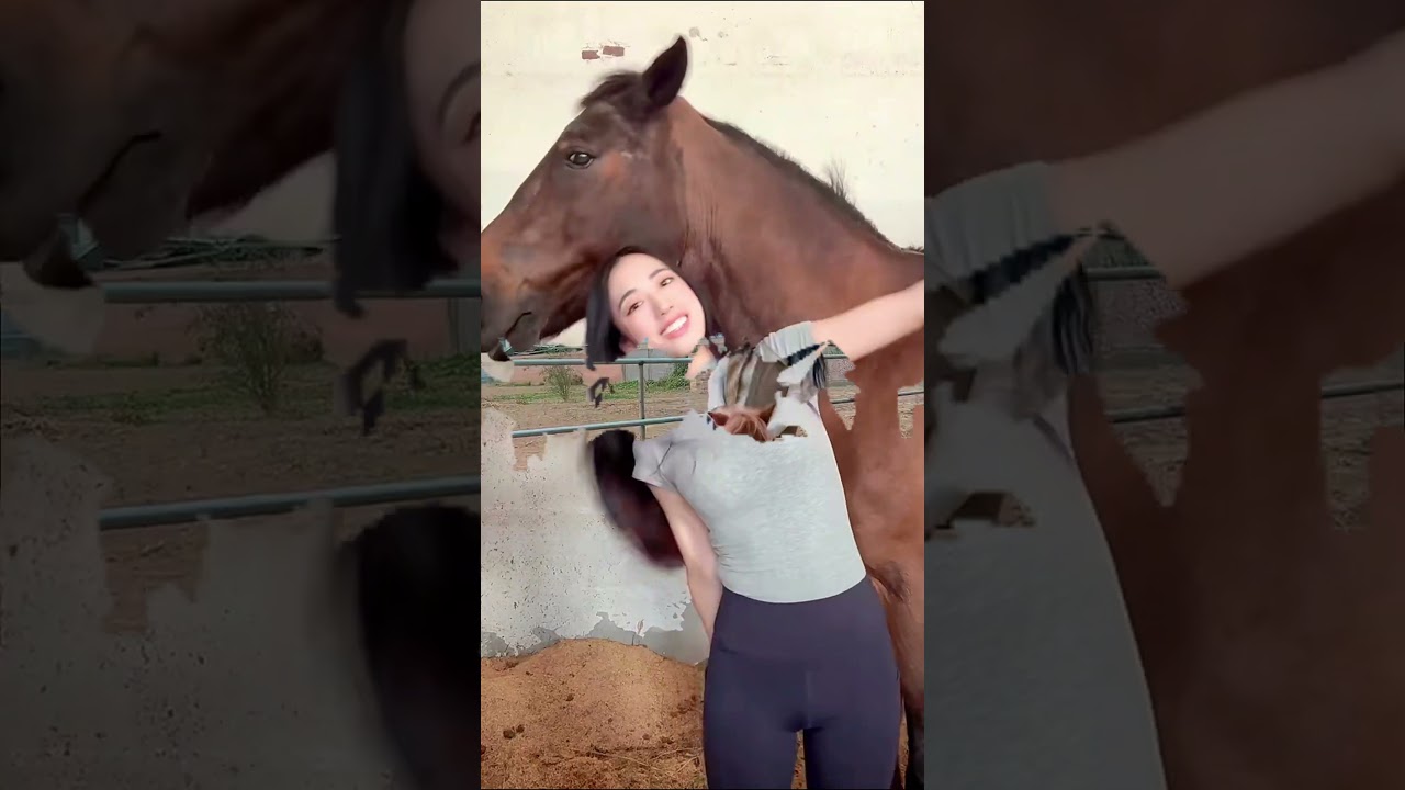 Today the most beautiful cute stallion horse animals meeting and breading in my USA Farm 