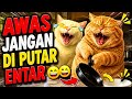 JANGAN KETAWA! 😱 Kumpulan Kucing kucing ini Bikin Semua Orang Gagal Nahan Tawa 😂🐱