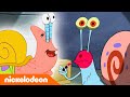 Bob Esponja | Una mascota como Gary | Nickelodeon en Español