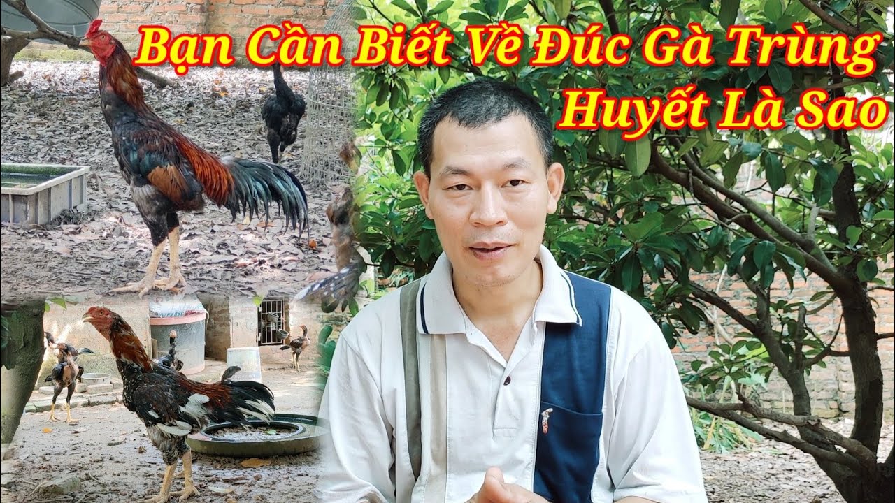 Gà Trùng Huyết Có Nên Lai Tạo Hay Không
