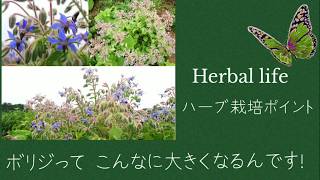 HERB ボリジを元気に大きく育てるポイント！