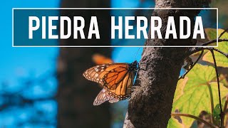 Santuario de Mariposa Monarca Piedra Herrada cerca de Valle de Bravo Estado de México / El Andariego