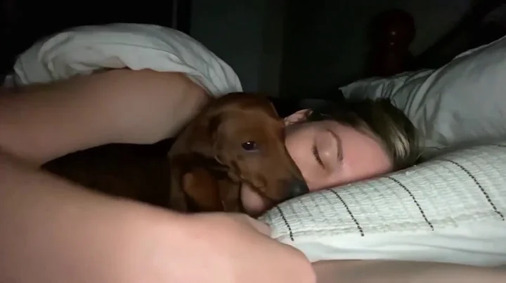 Dachshund Sneaks Into His Mama's Bed At Night To Snuggle - DayDayNews