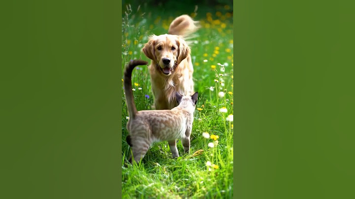 Animals:Dog and cat #funny #animals #cat #cute #dog ##aivideo