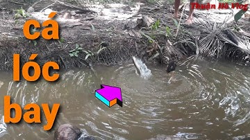 nhấp cá lóc bằng vịt con // pha giật cá bay nguyên khoảng dừa