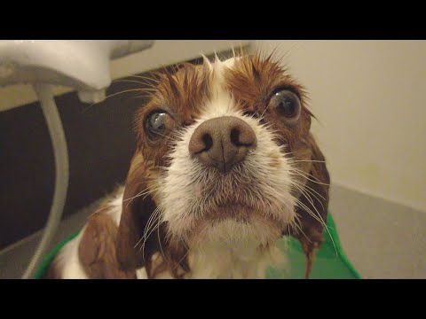 お風呂が大好き過ぎてなかなか上がらないキャバリアキングチャールズスパニエル【犬の入浴シーン】