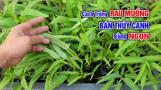 Cách trồng rau muống bán thủy canh bằng ngọn