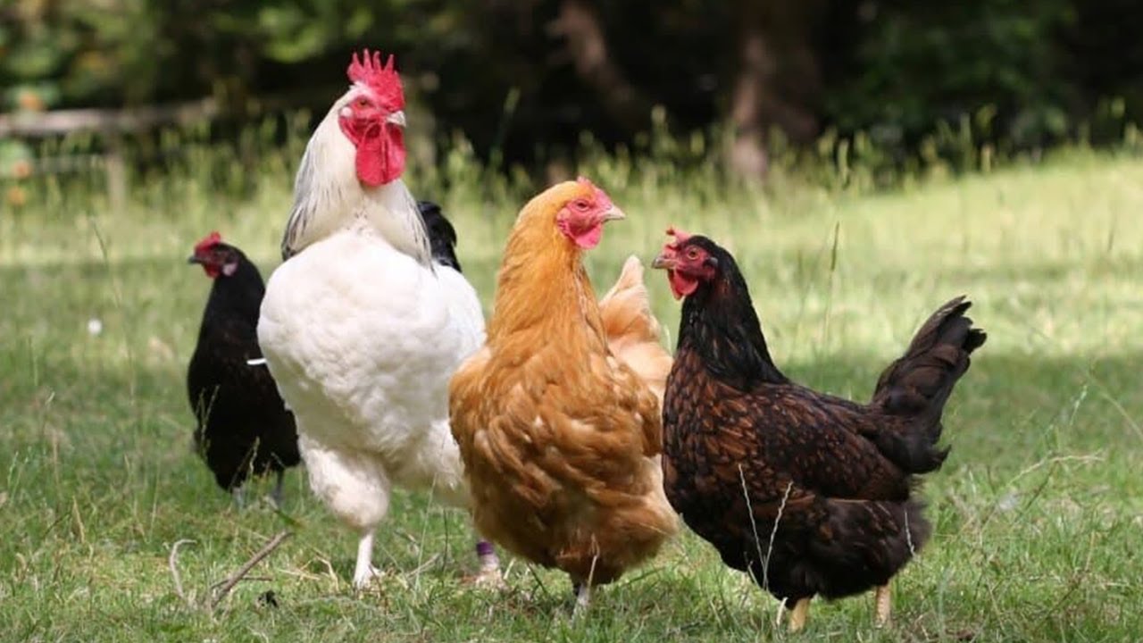 Курица между ног. Domestic Poultry. What Chickens eat. Как общаются куры между собой.