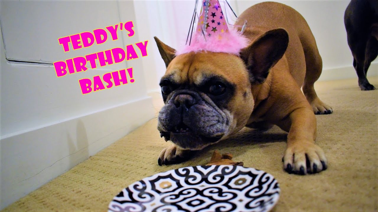 Teddy The French Bulldog S 5th Birthday Celebration Youtube Teddy The French Bulldog S 5th Birthday Celebration Youtube