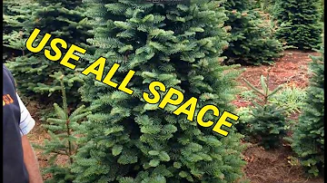 Spacing your Christmas tree rows. I have never tried this.