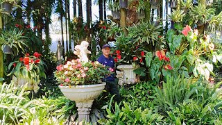 Un jardín mágico con  hermosas floraciones   en Antioquía  .